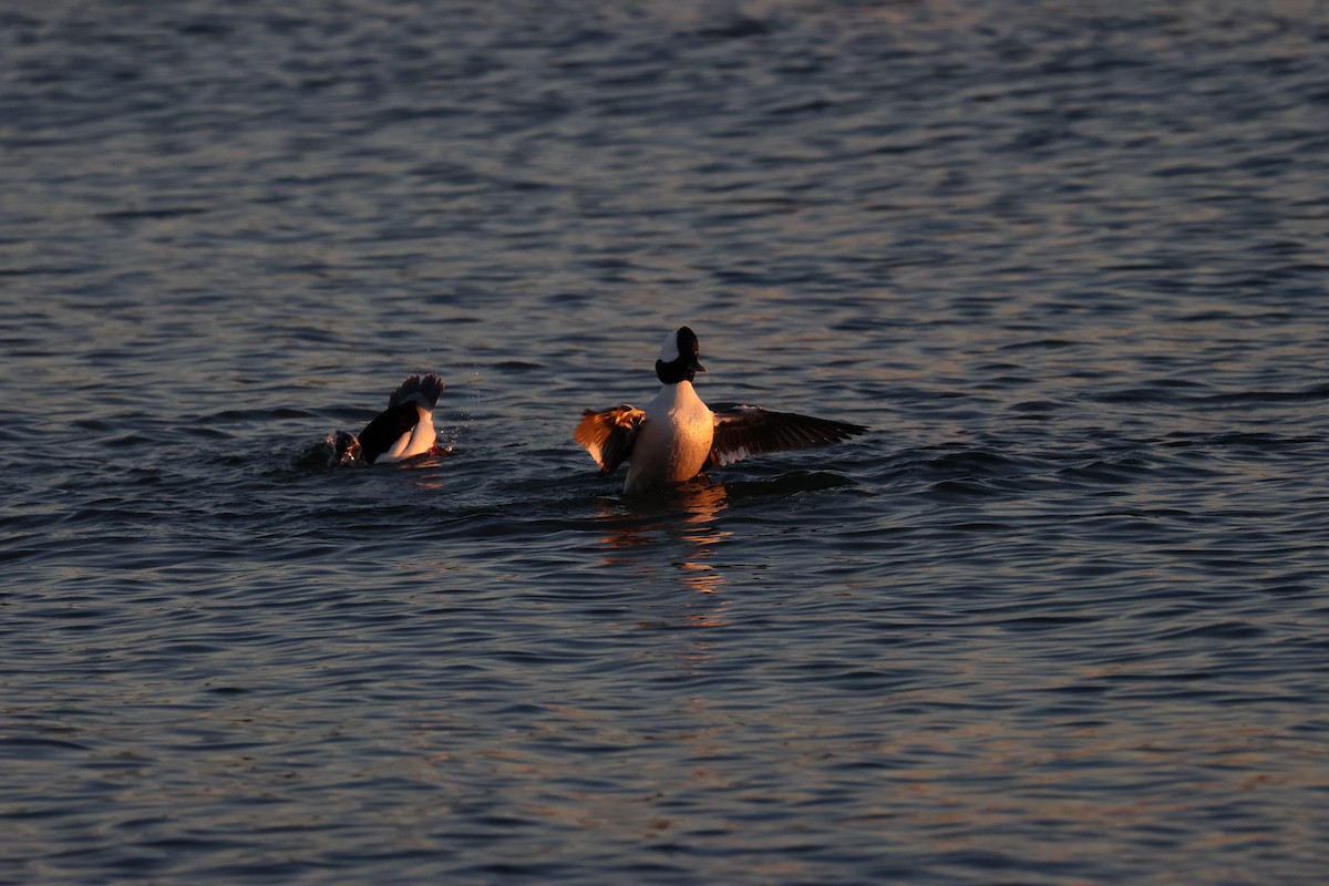 Bufflehead - ML518906351