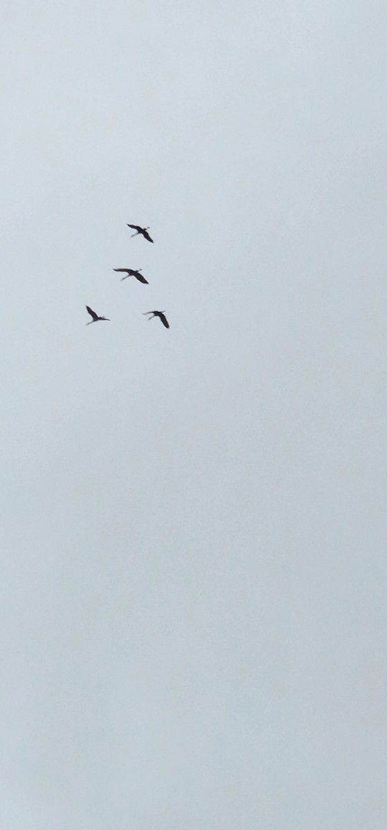 Kanadakranich - ML518907091