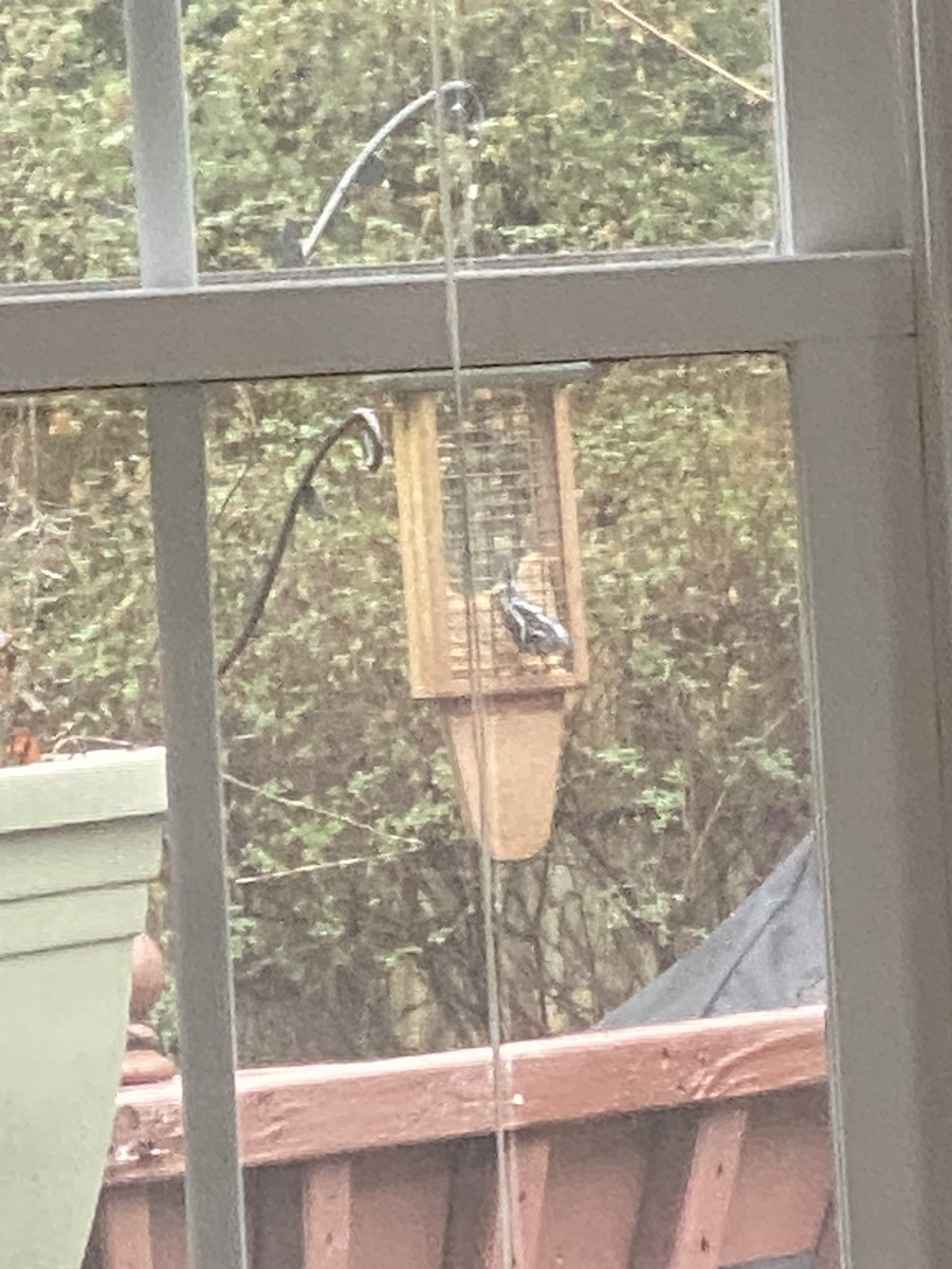 Black-and-white Warbler - ML518907301