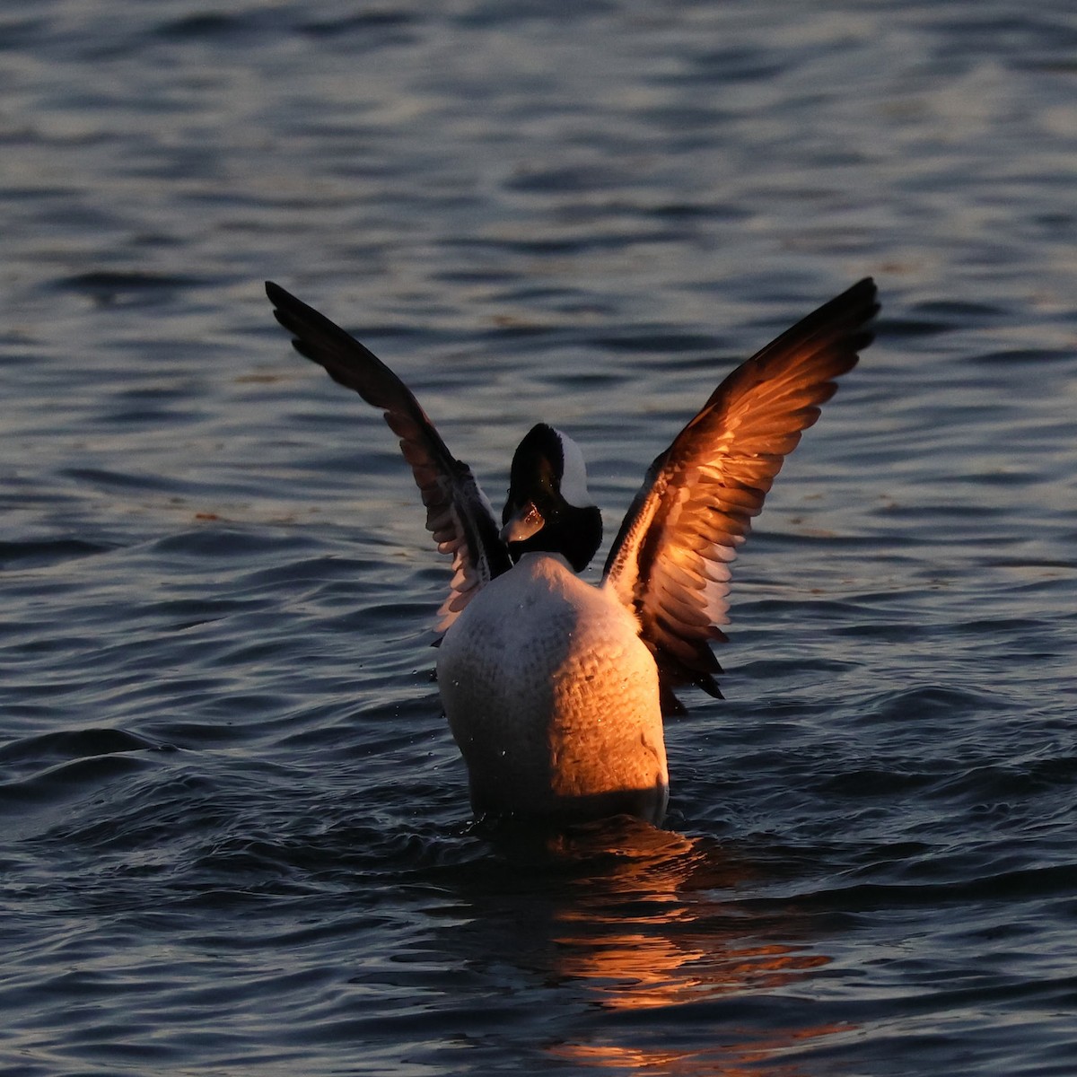 Bufflehead - ML518907351