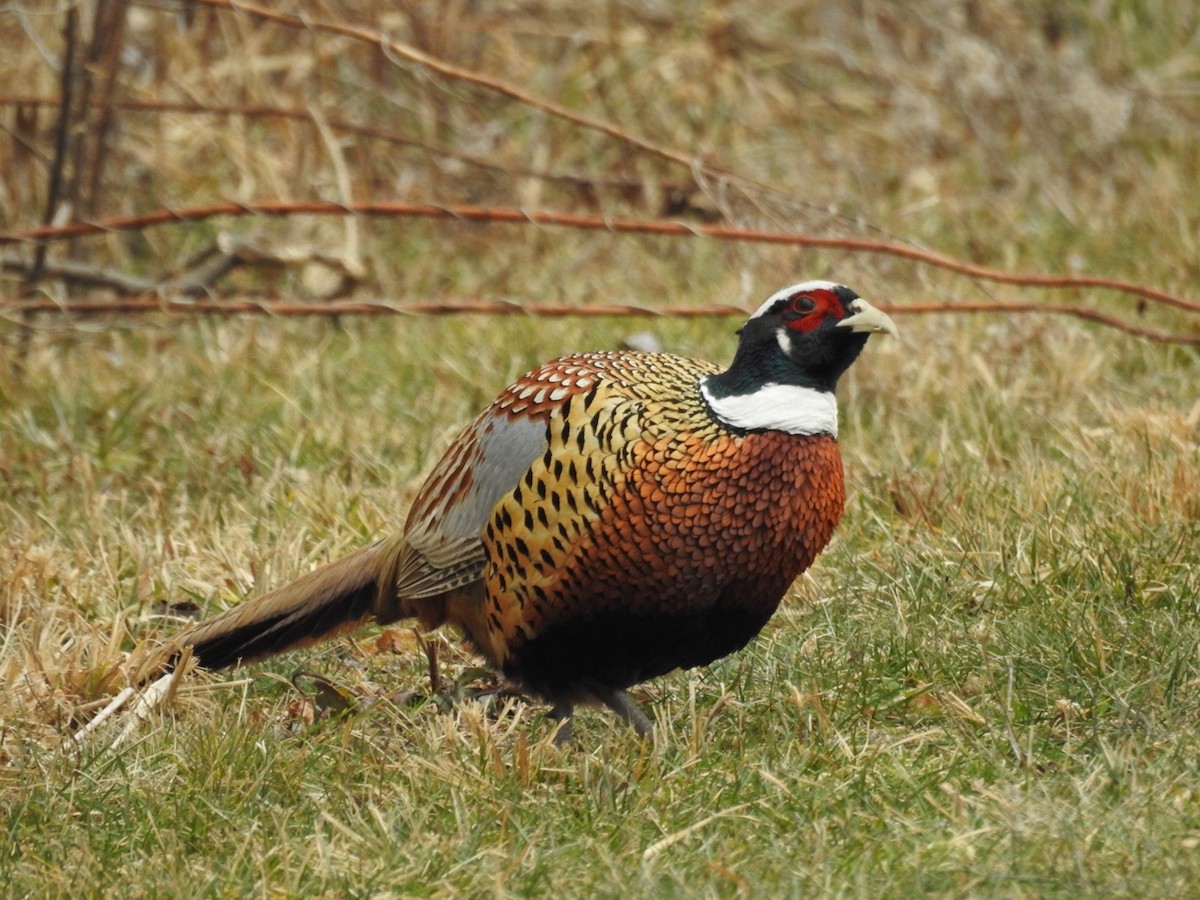 Ring-necked Pheasant - Melinda Fisk