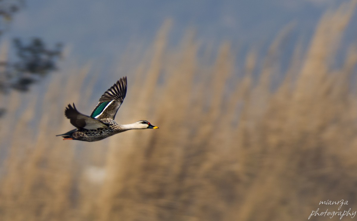 Indian Spot-billed Duck - Ahmad Mian