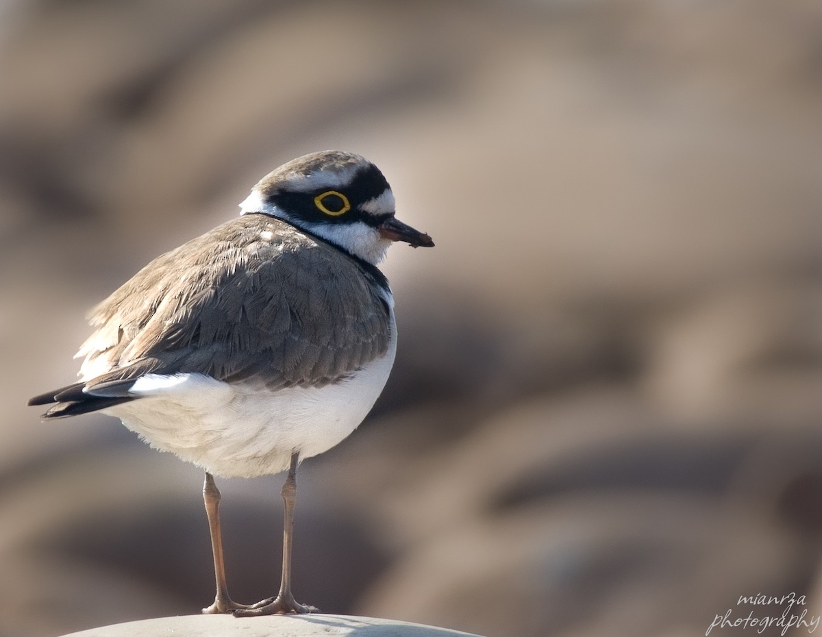 Little Ringed Plover - ML518907921