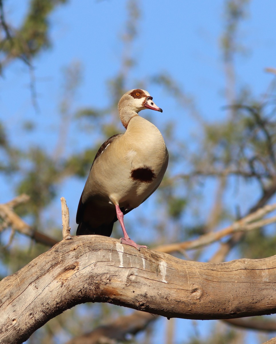 Egyptian Goose - ML518908941