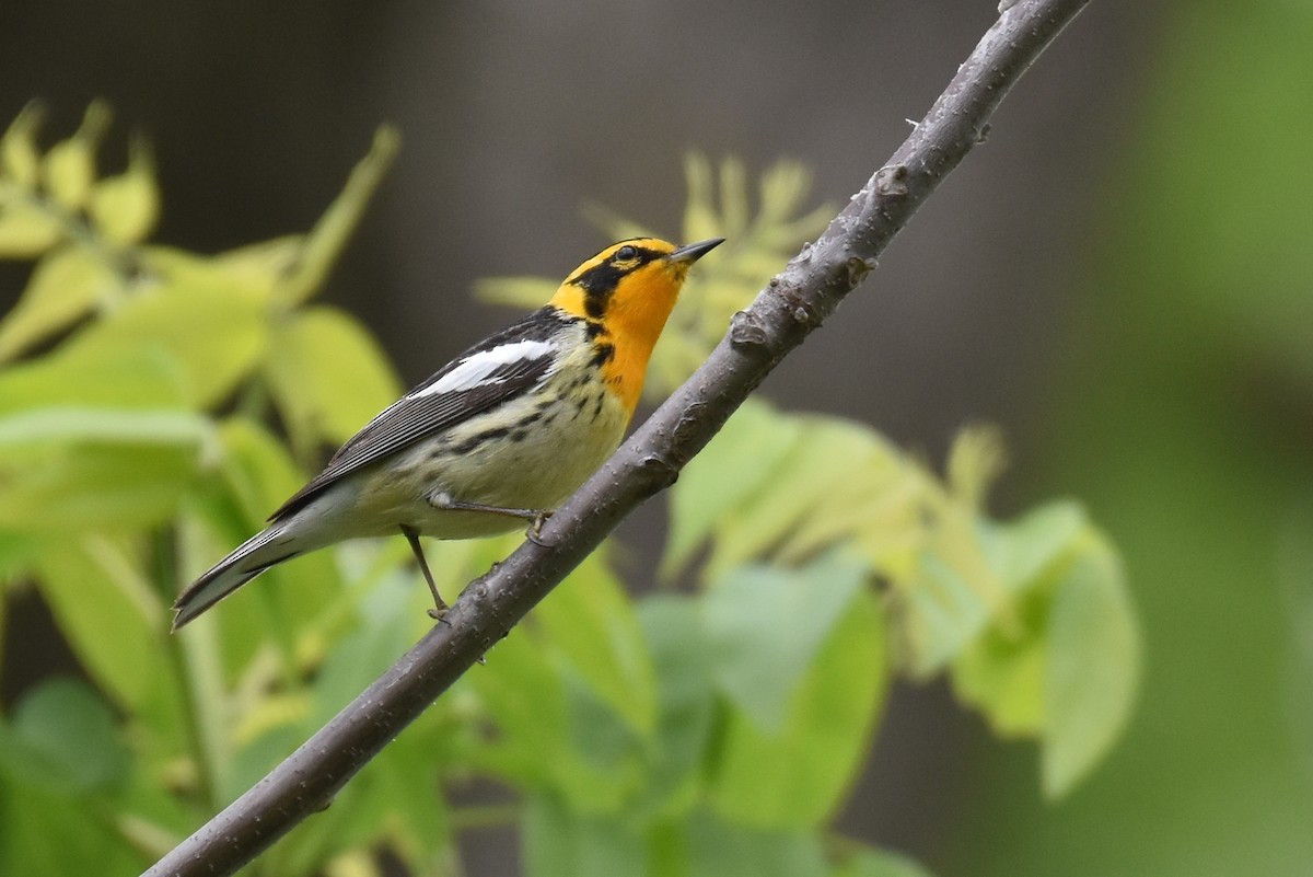 Blackburnian Warbler - ML518910251