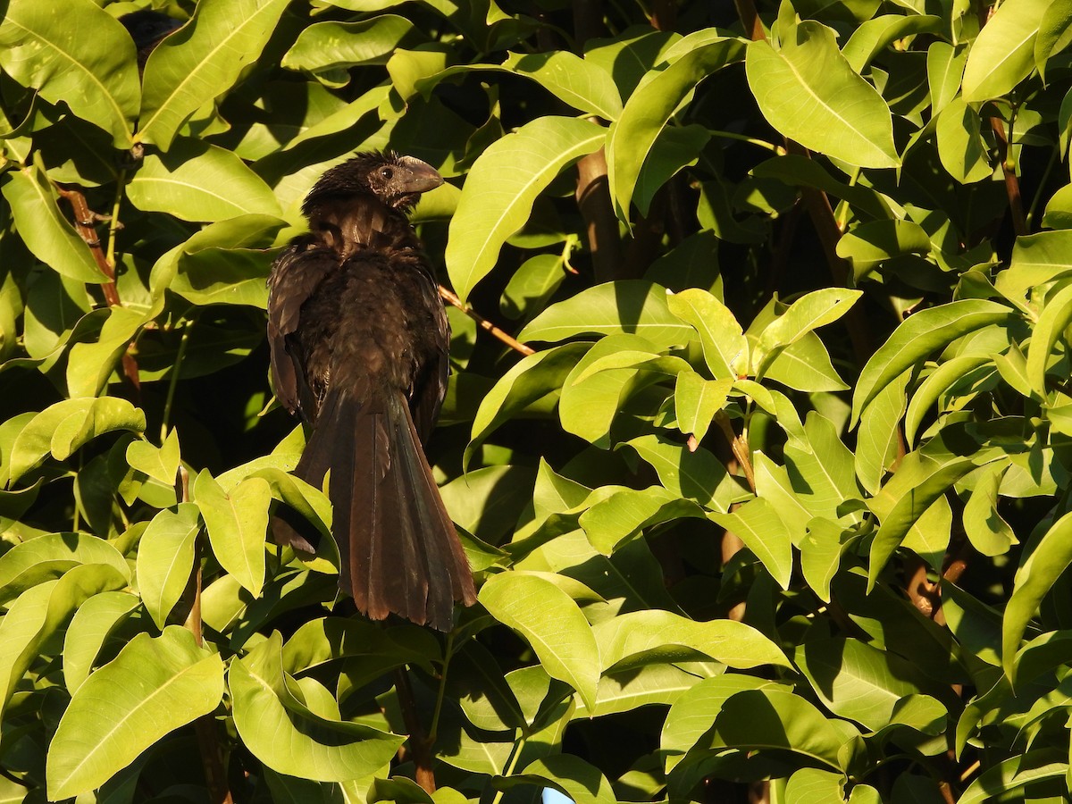 Smooth-billed Ani - ML518910331