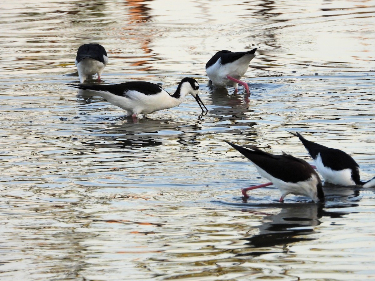 Black-necked Stilt - ML518911311