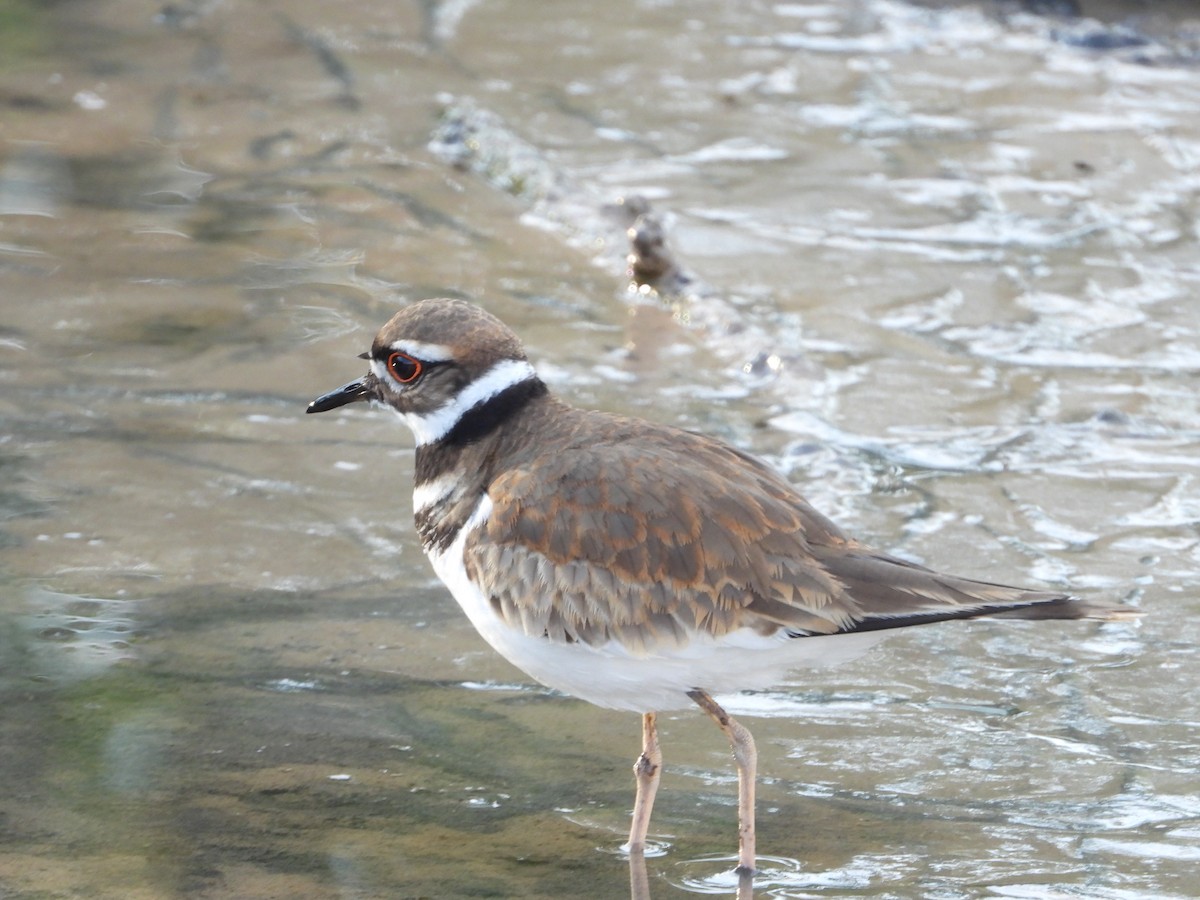 Killdeer - ML518911721