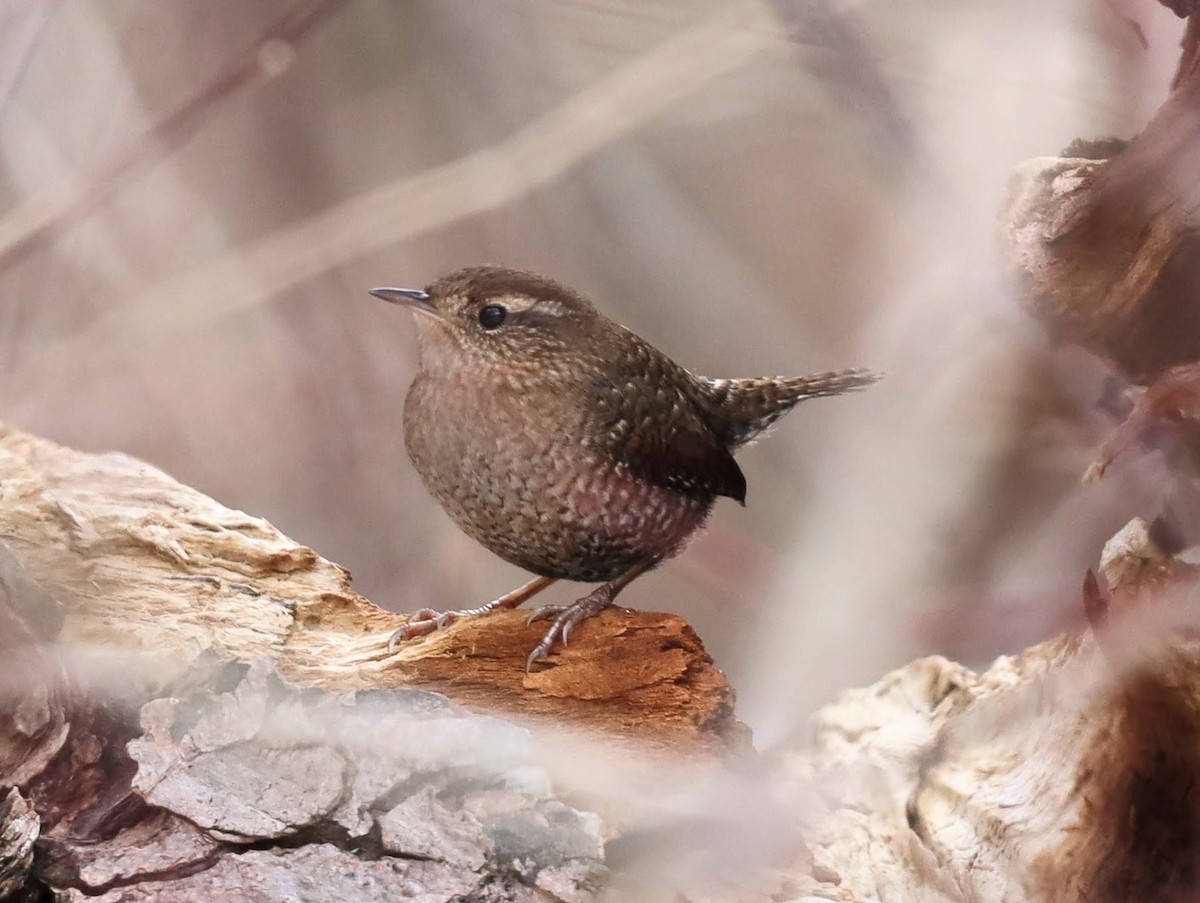 Winter Wren - ML518911841