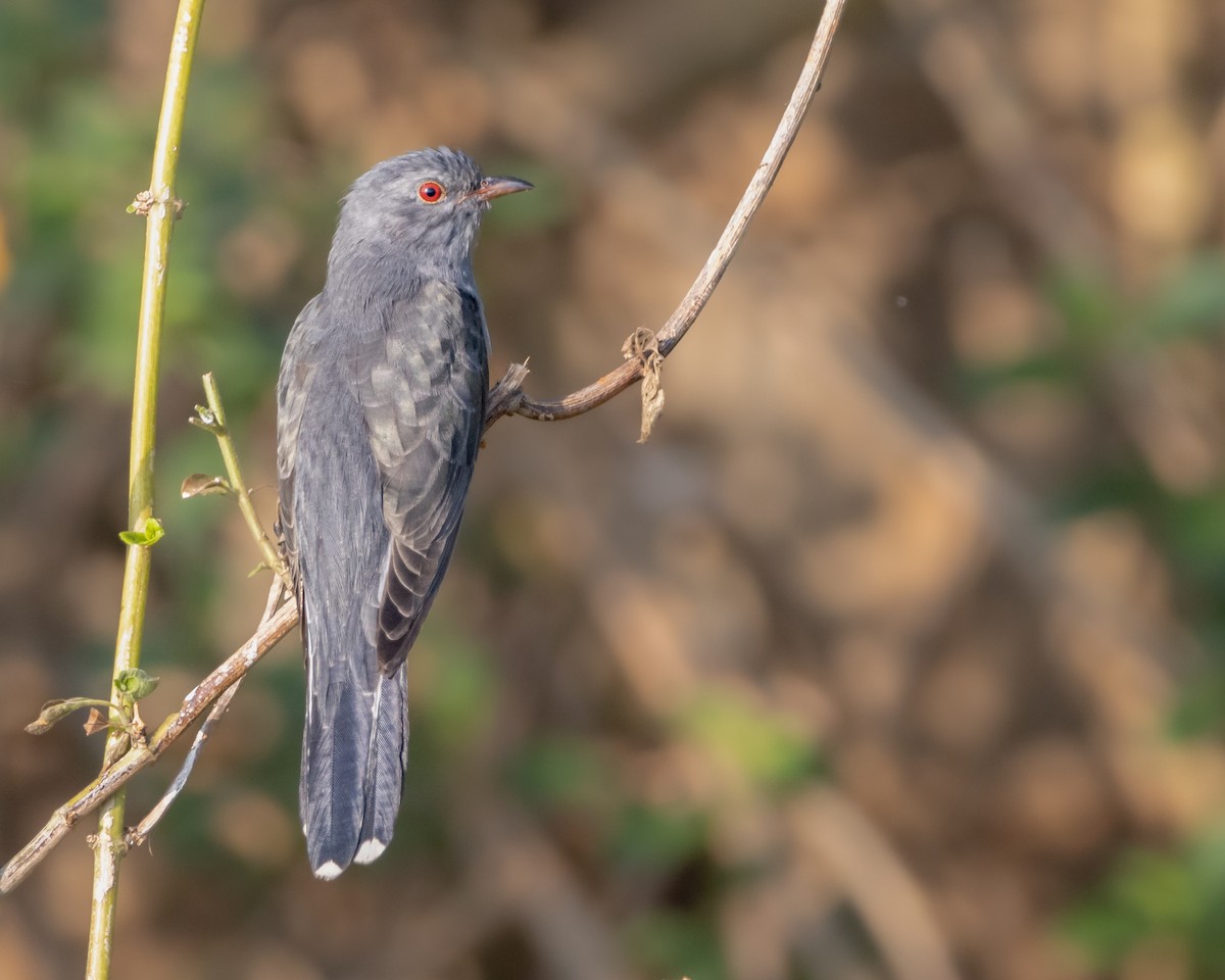 Gray-bellied Cuckoo - ML518912111