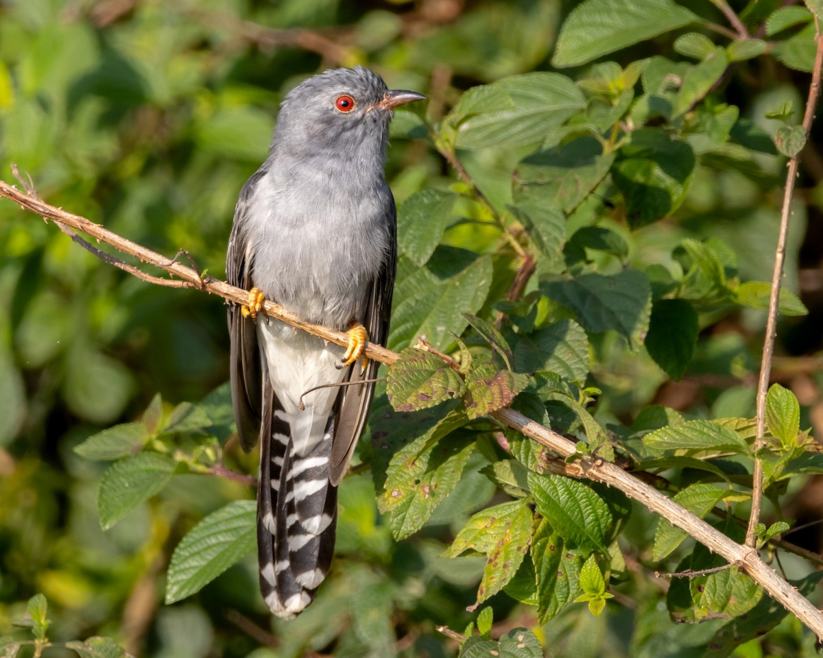 Gray-bellied Cuckoo - ML518912381