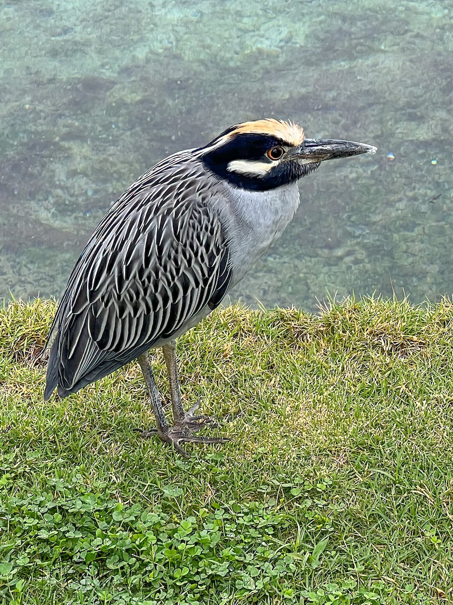 Yellow-crowned Night Heron - ML518913041