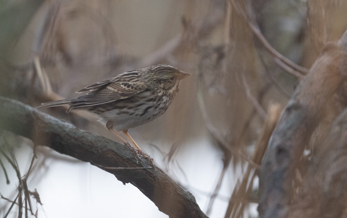 Savannah Sparrow - ML518913341