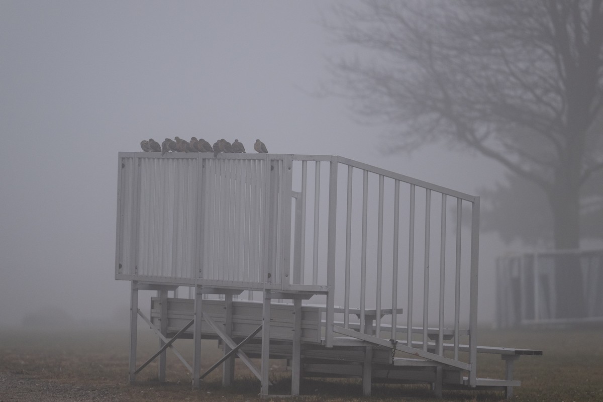 Mourning Dove - Sean Sime