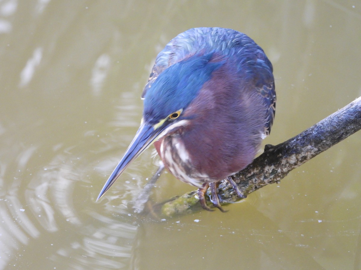 Green Heron - ML518913581