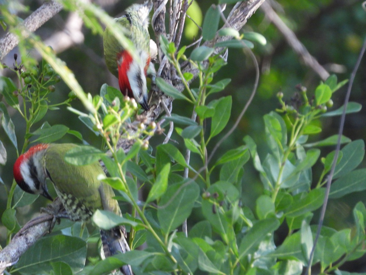 Cuban Green Woodpecker - jean claude juillet