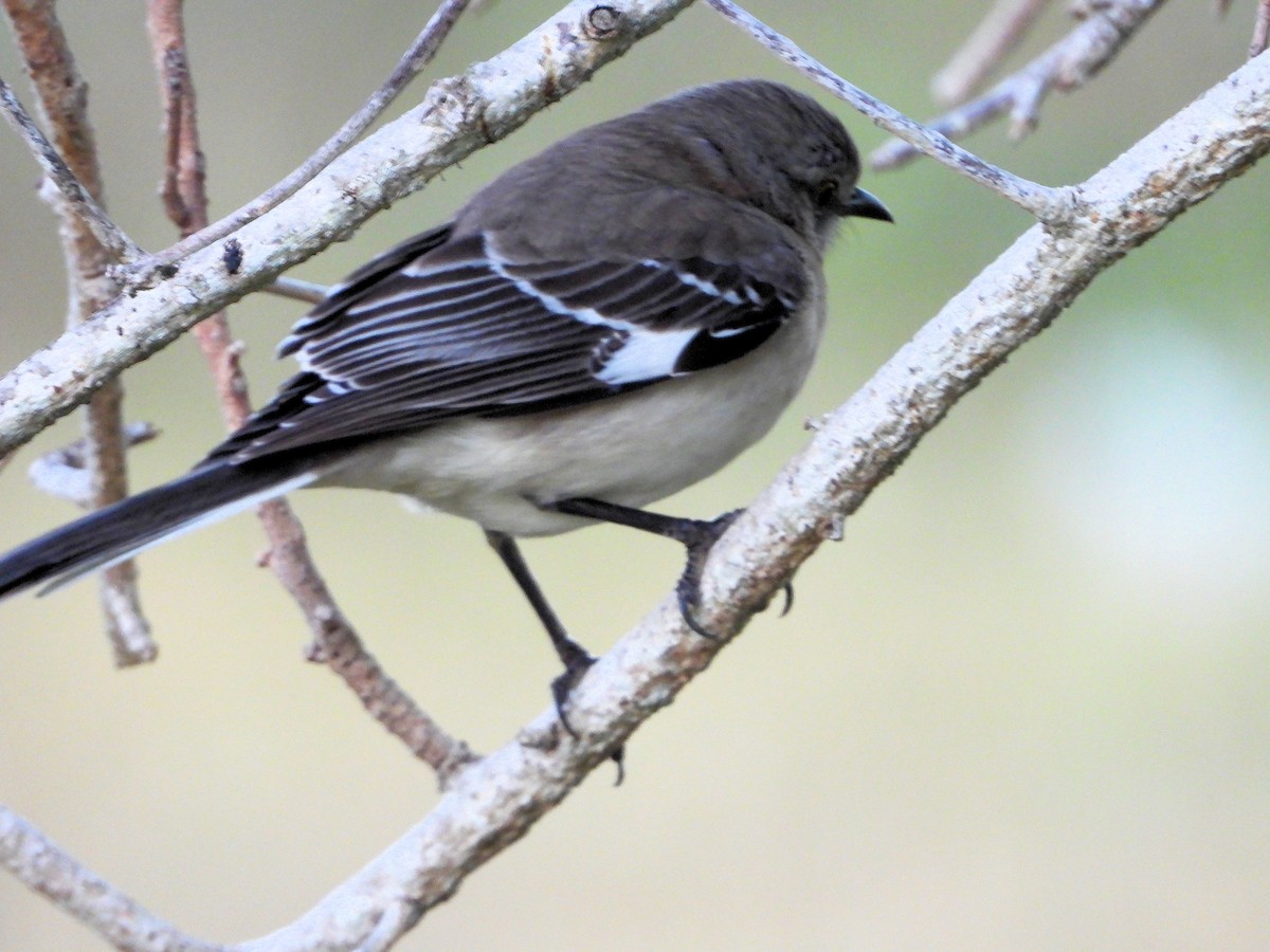 Northern Mockingbird - ML518915831