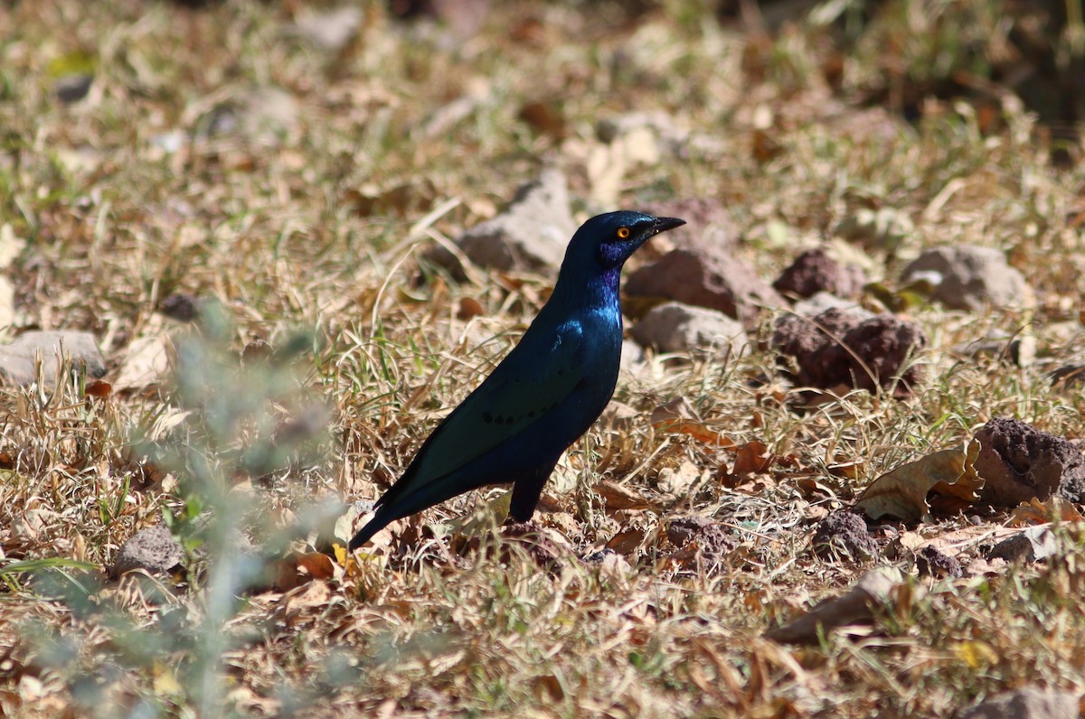 Greater Blue-eared Starling - ML518915841