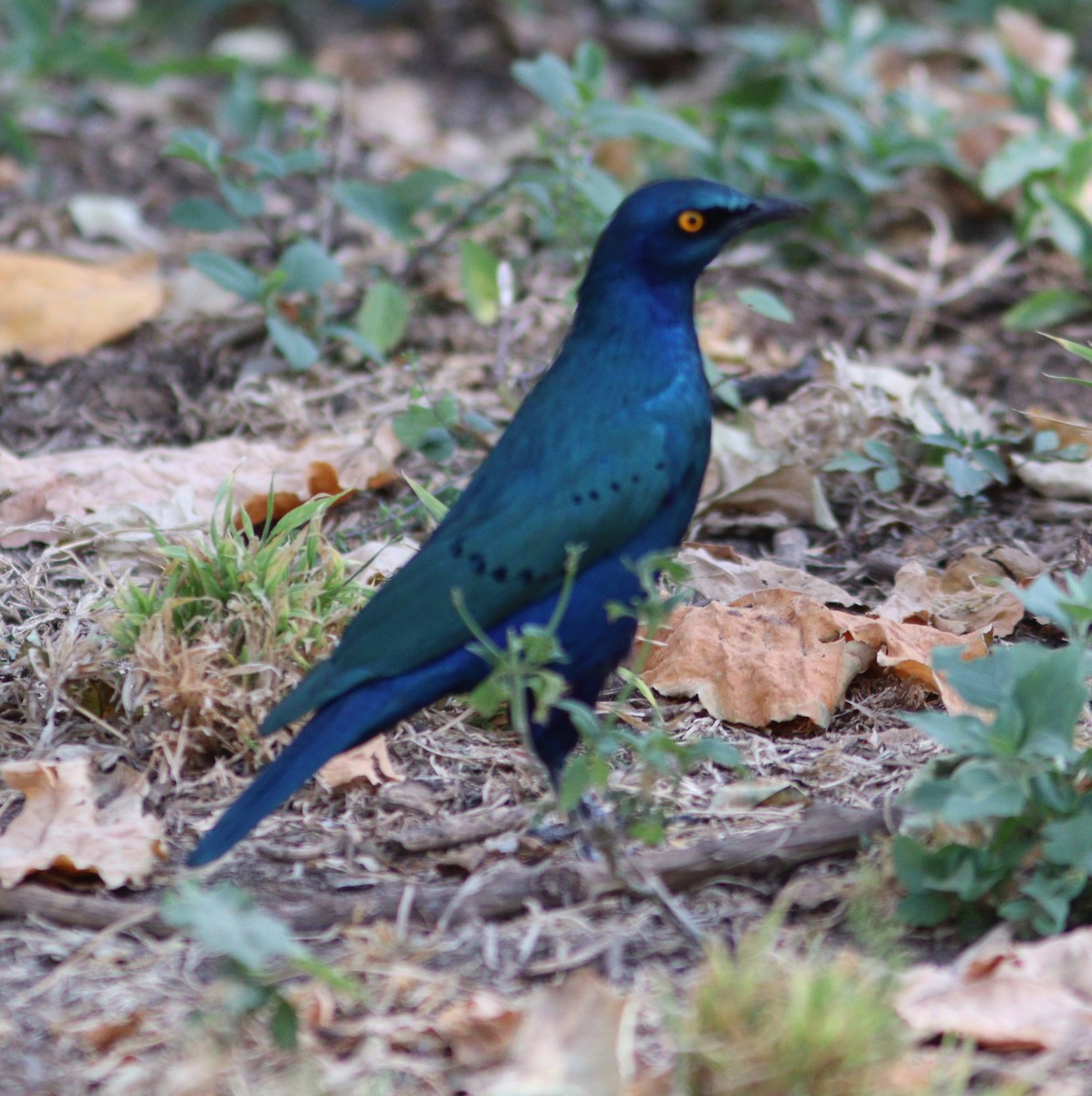 Greater Blue-eared Starling - ML518916031