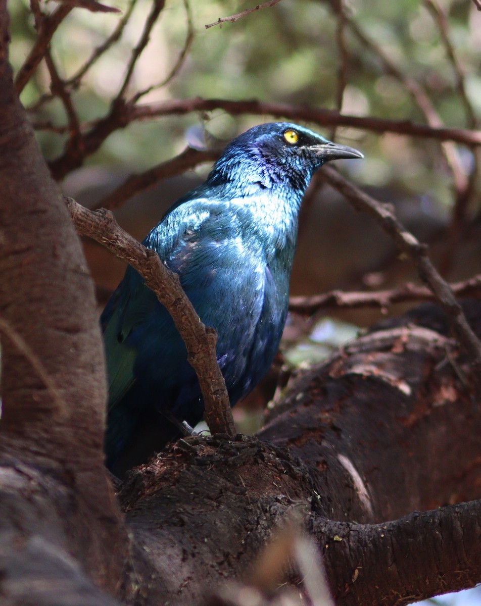 Greater Blue-eared Starling - ML518916201