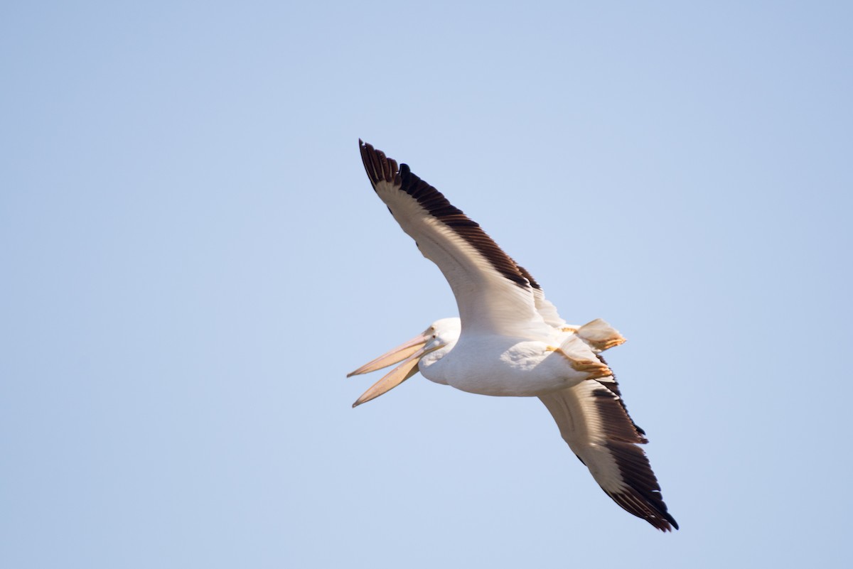 American White Pelican - Herb Elliott