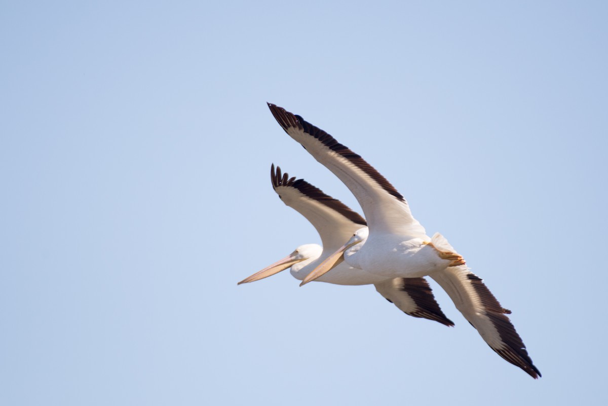 American White Pelican - Herb Elliott