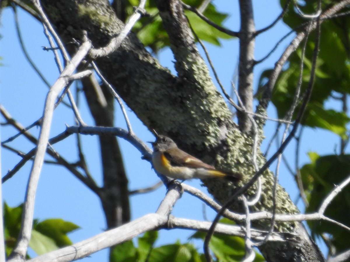 American Redstart - ML518917401