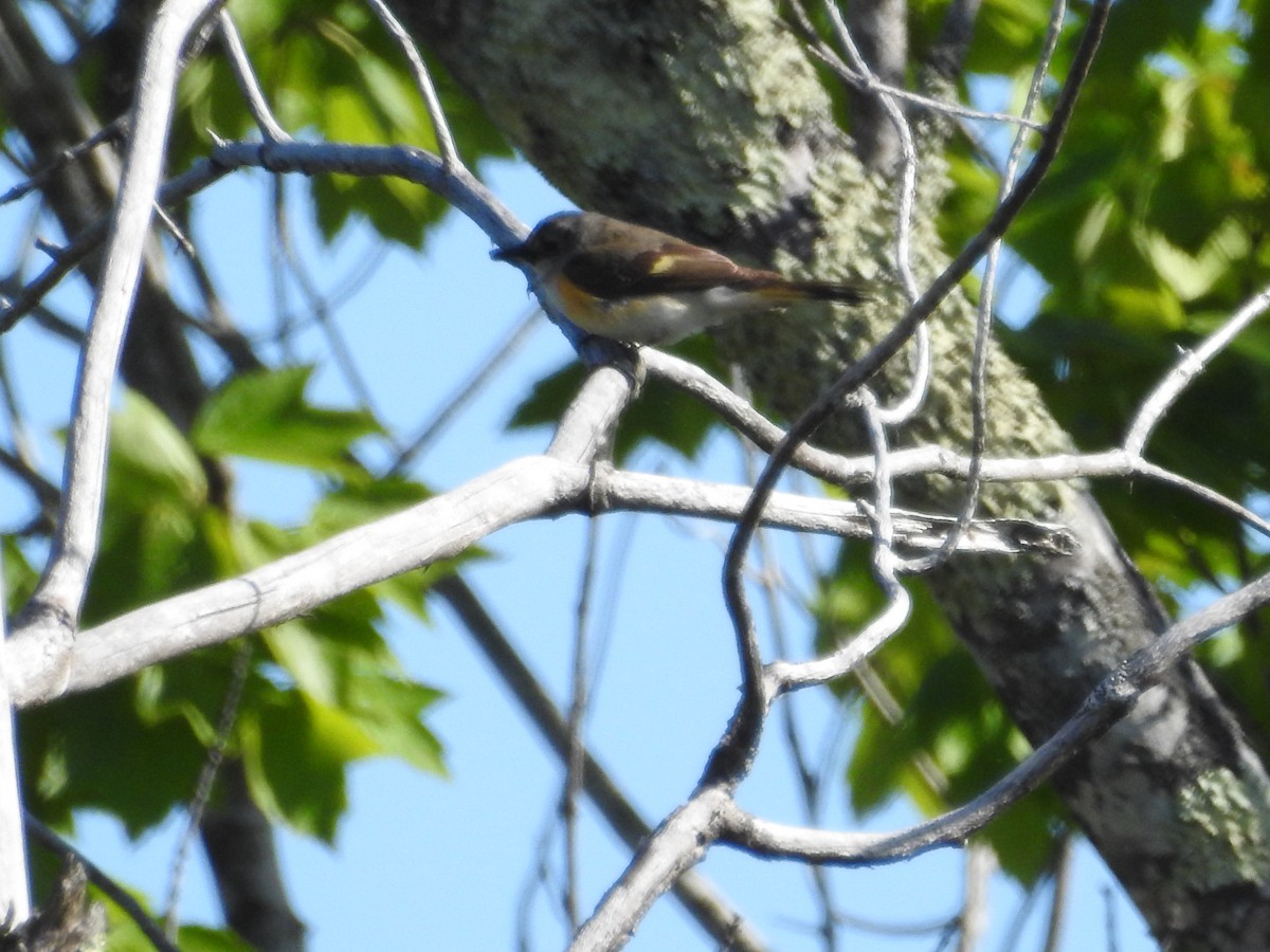 American Redstart - ML518917411