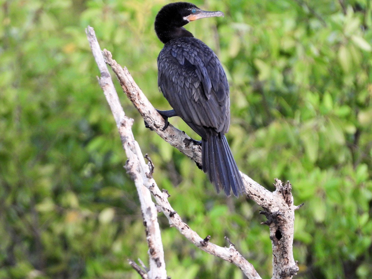 Double-crested Cormorant - ML518918111