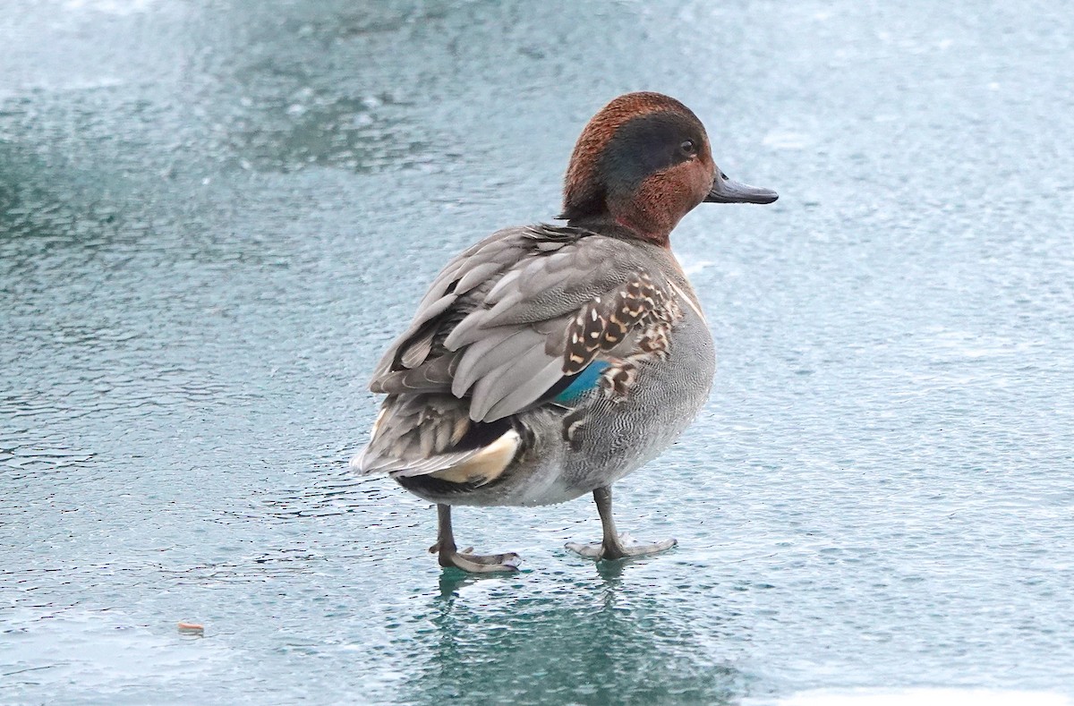 Green-winged Teal - ML518918551