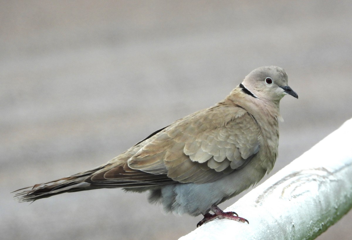Eurasian Collared-Dove - ML518918641