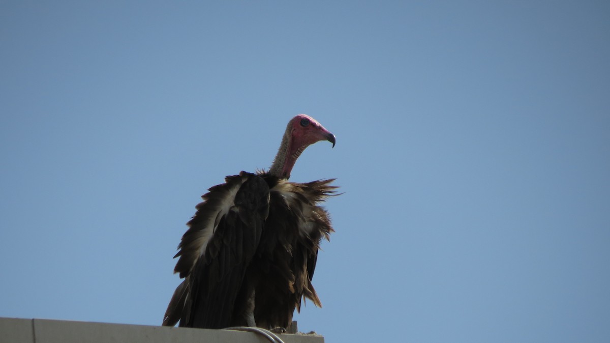 Hooded Vulture - ML51891941