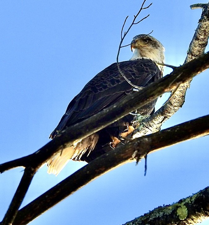 Ak Başlı Kartal - ML518919601