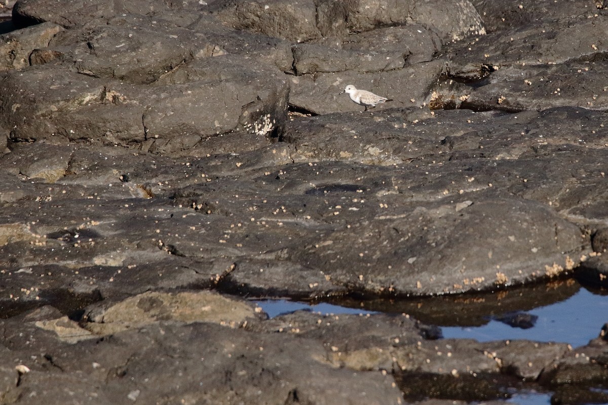 Bécasseau sanderling - ML518920431