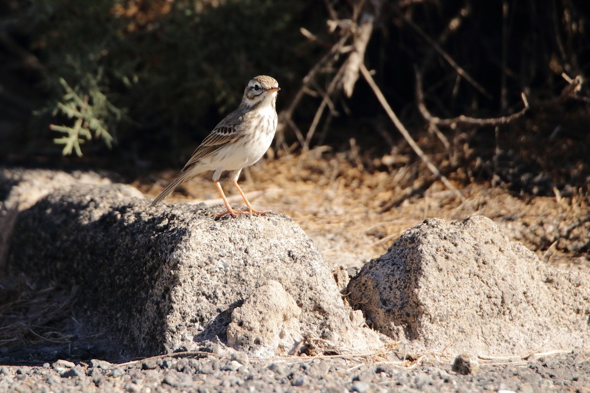 Pipit de Berthelot - ML518920821