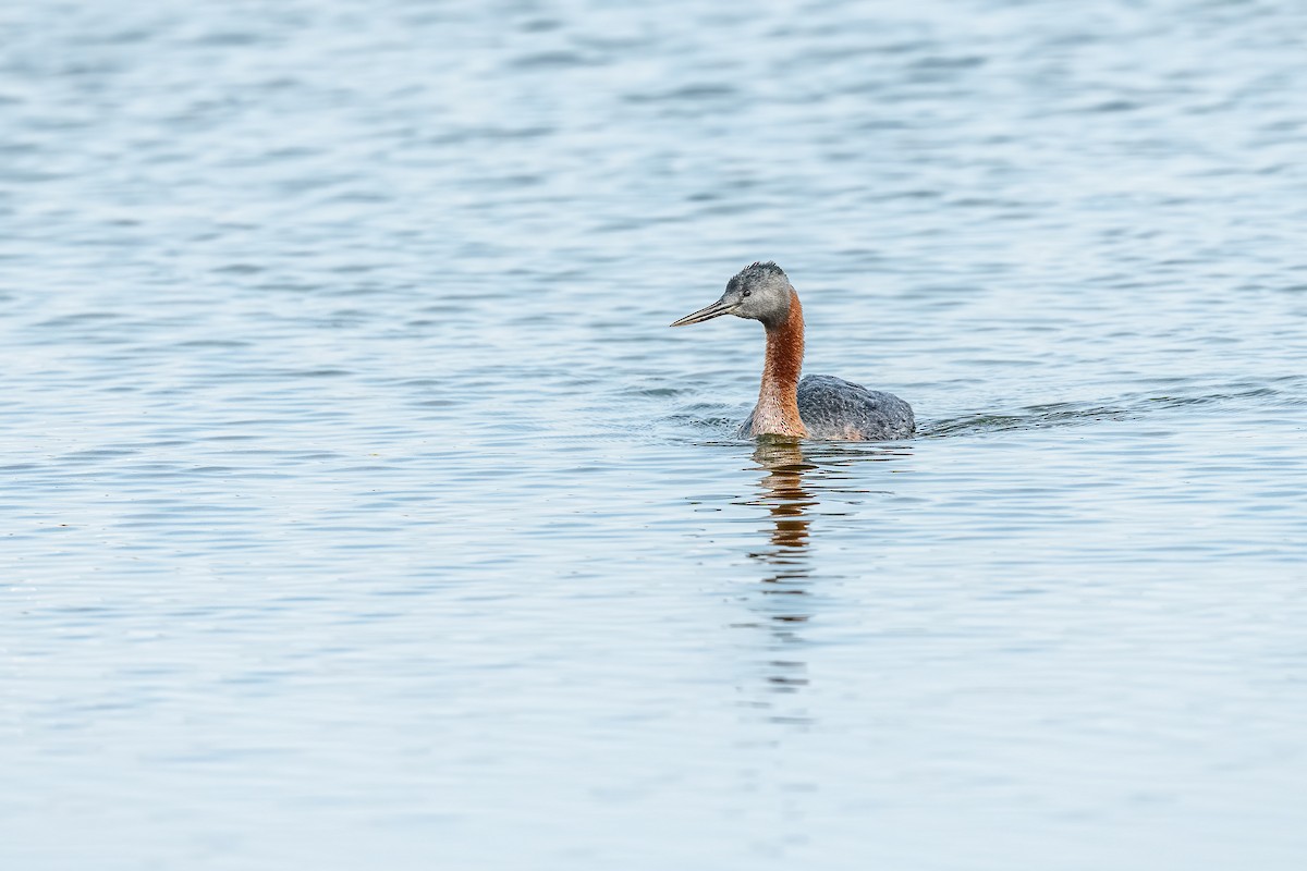 Great Grebe - ML518921911