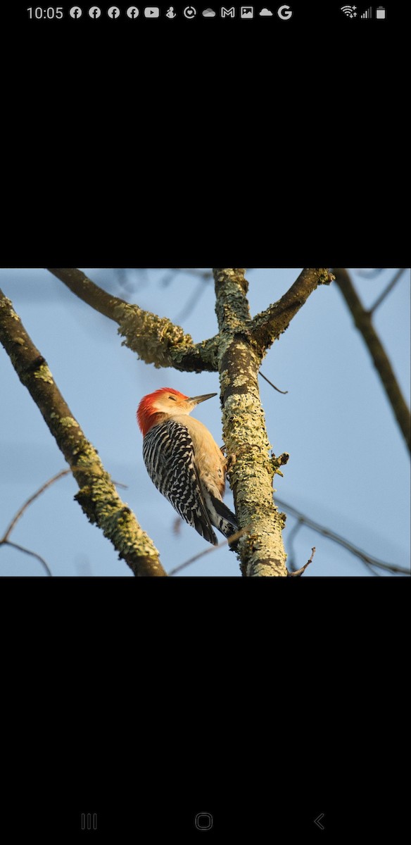 Red-bellied Woodpecker - ML518924911