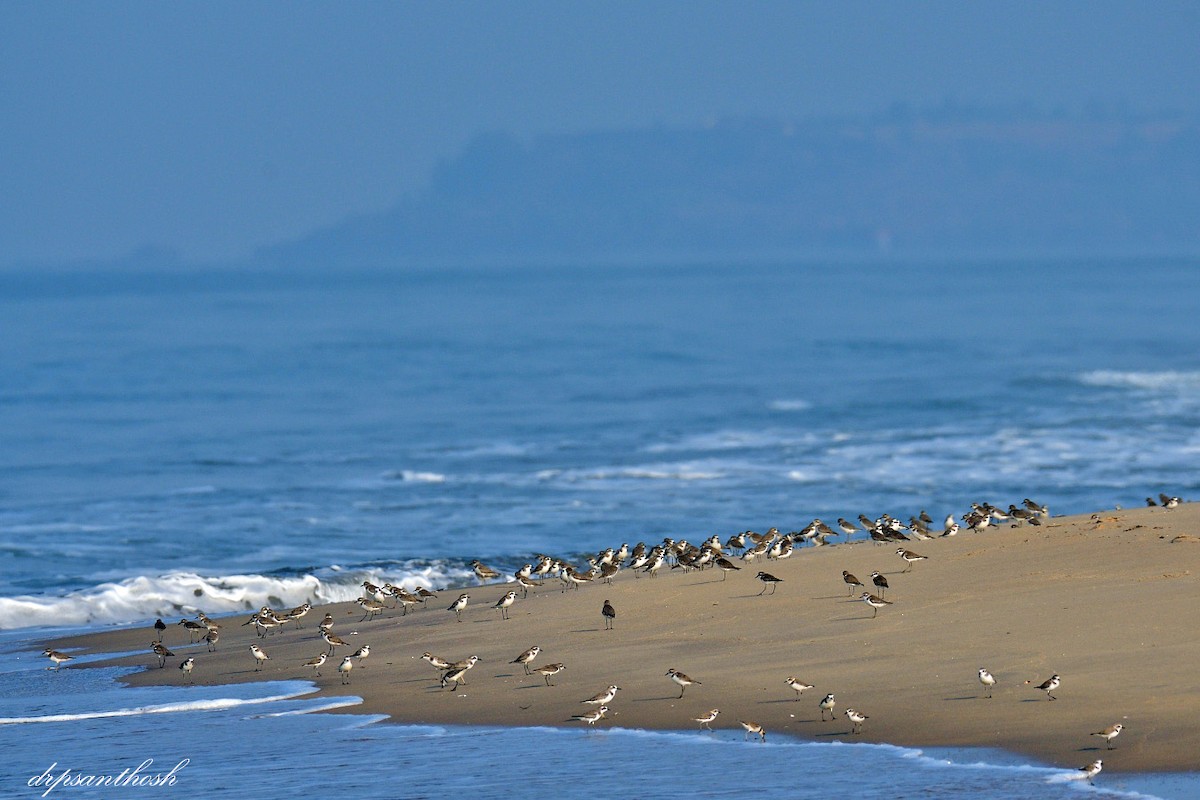 Greater Sand-Plover - ML518925841