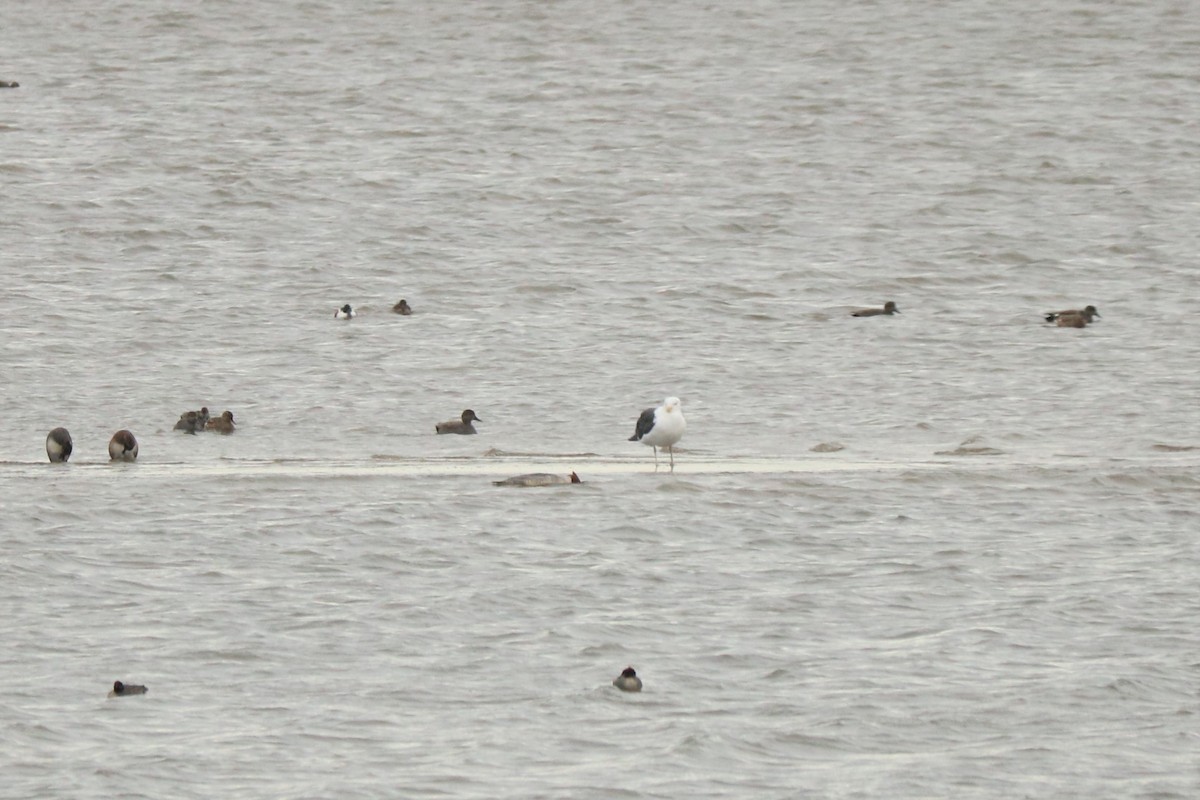 Great Black-backed Gull - ML518927391