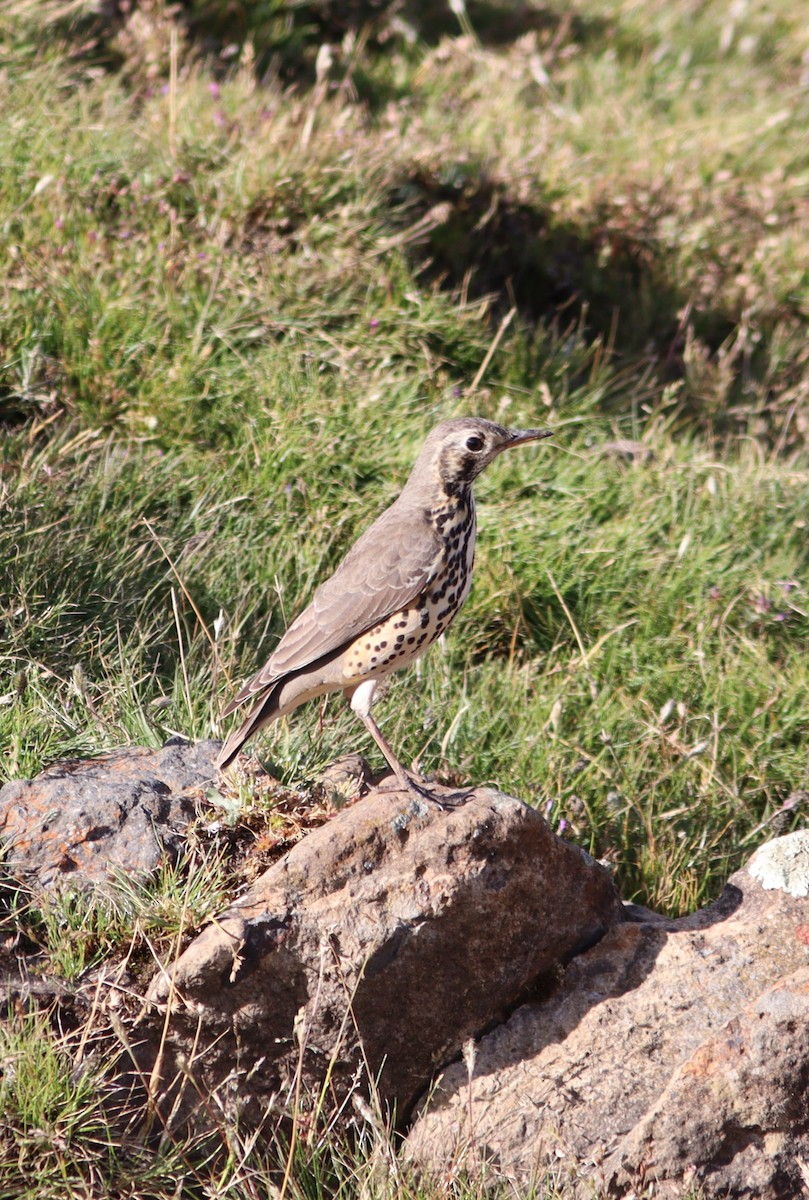 Ethiopian Thrush - ML518927731