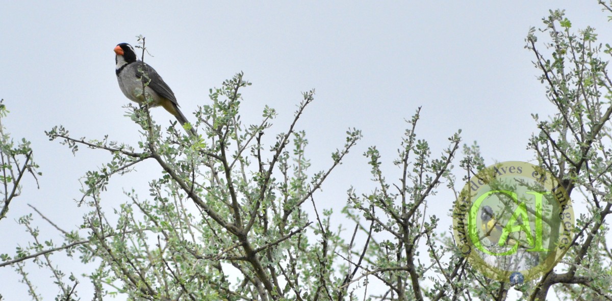 Golden-billed Saltator - Pedro Rivero