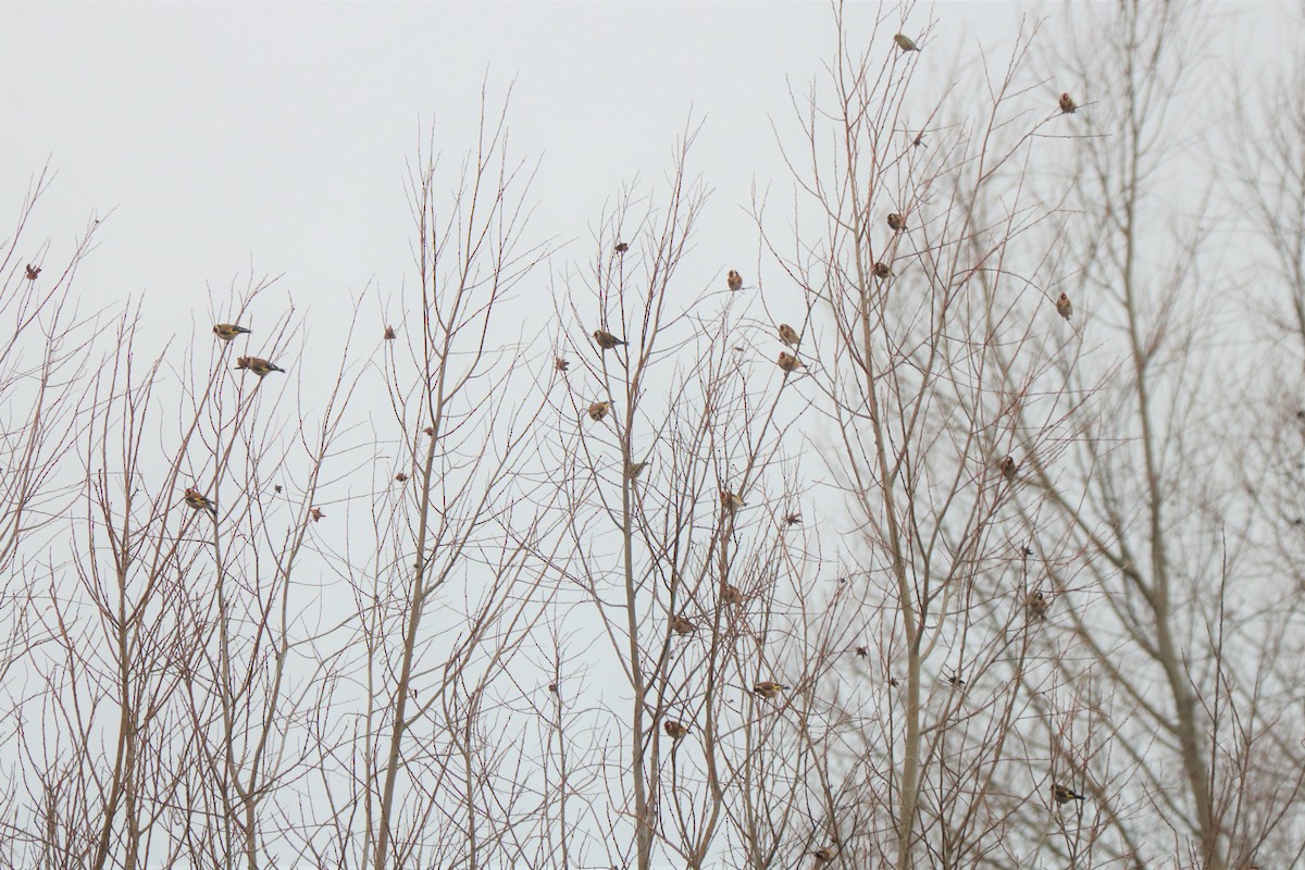 European Goldfinch - ML518928301