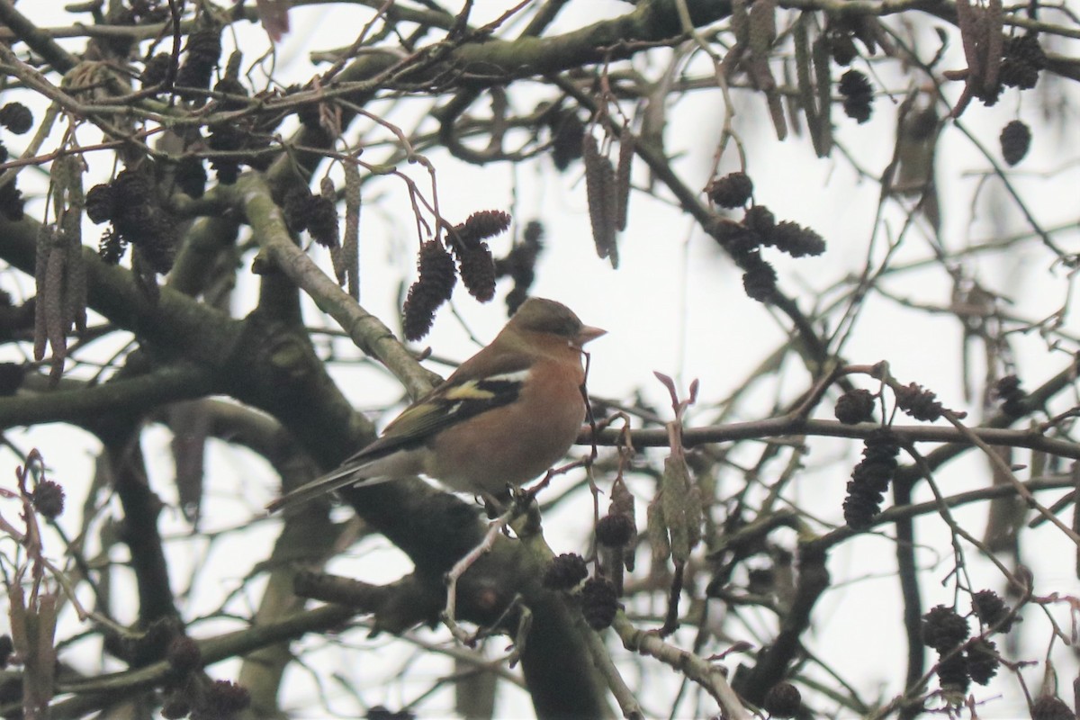 Common Chaffinch - ML518928461