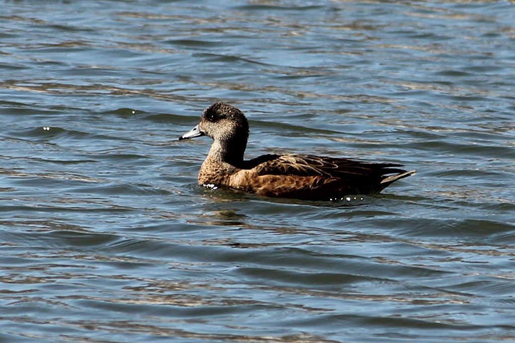 American Wigeon - ML51892891