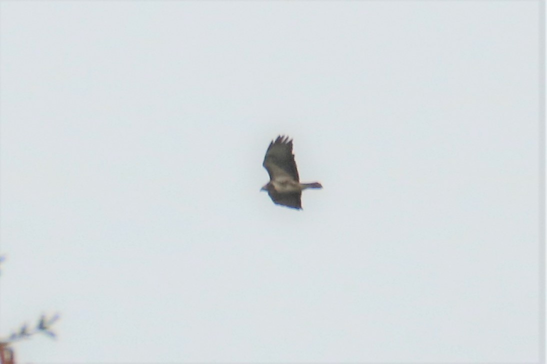 Common Buzzard - ML518928911