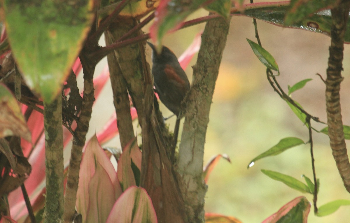 Slaty Spinetail - ML518930181