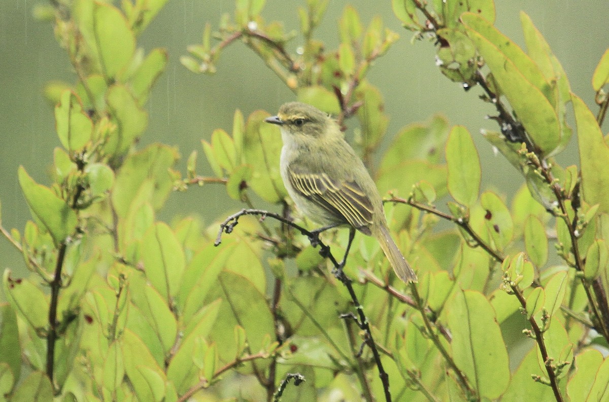 Choco Tyrannulet - Esme Rosen