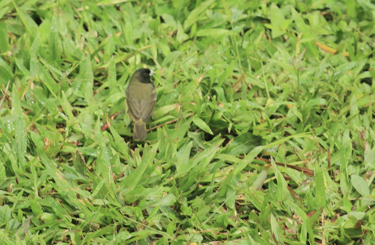 Yellow-bellied Seedeater - ML518930881
