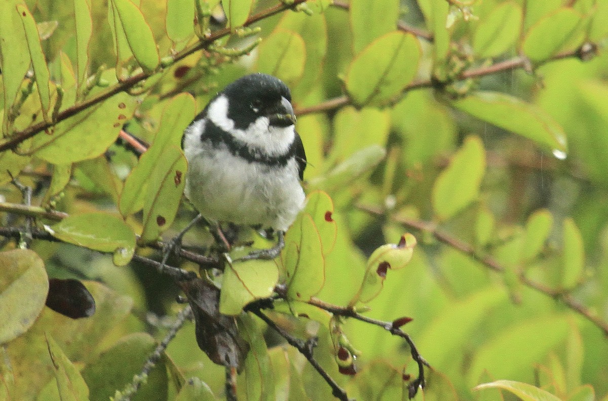 Variable Seedeater - ML518931011