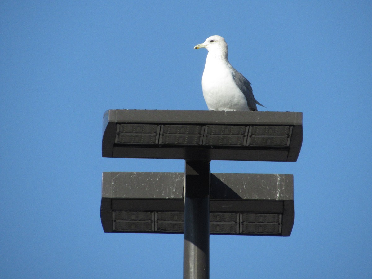 California Gull - ML518931731